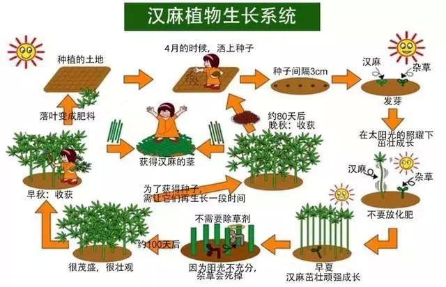 打败你的除了对手，还有时代，工业大麻正在进入新时代