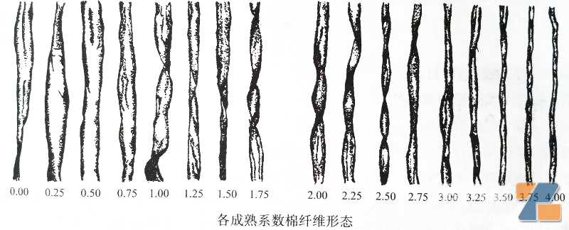 各成熟系数棉纤维形态